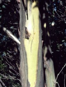 Eucalyptus johnstonii