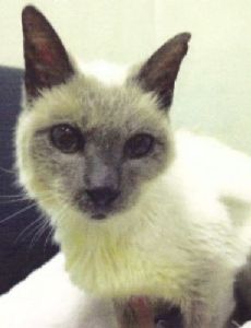 Scooter (male cat)