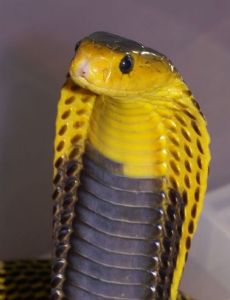 Samar cobra