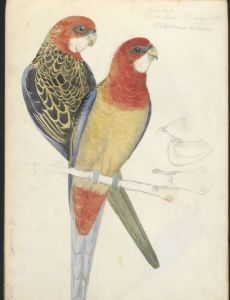 John Cotton (ornithologist)