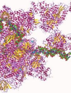 RNA polymerase