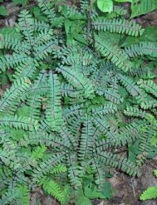 Adiantum pedatum