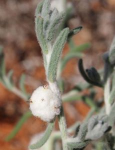 Dissocarpus paradoxus