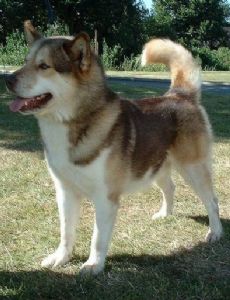 Greenland Dog
