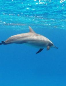 Spinner dolphin
