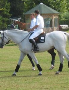 Otto Becker (equestrian)
