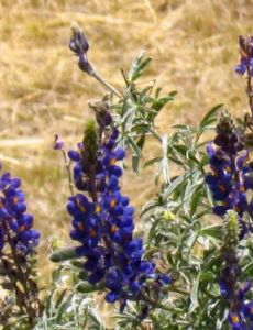 Lupinus mutabilis