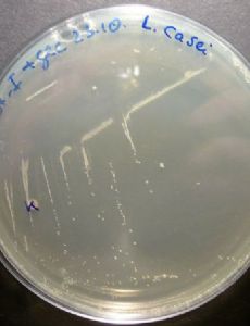 Lactobacillus casei