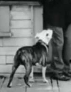 Pal the Dog