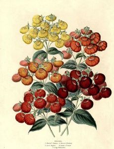 Charlotte Caroline Sowerby