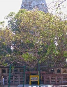 Bodh Gaya bombings