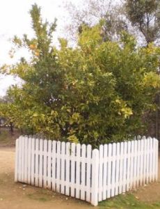Mother Orange Tree