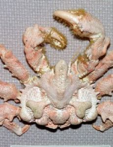 Sculptolithodes
