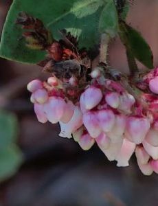 Arctostaphylos catalinae