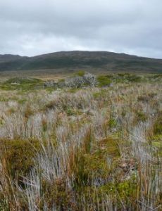 Herschel Island (Chile)