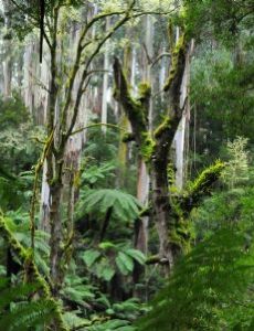 Tarra-Bulga National Park