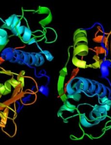 Cathepsin F