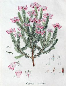Johann Christoph Wendland