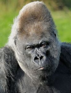 Nico (gorilla)