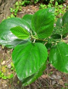 Ceanothus arboreus