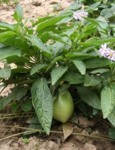 Solanum muricatum