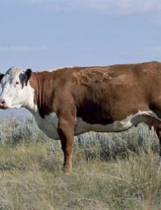 Bovine genome