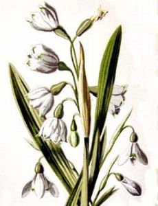 Frederick Edward Hulme