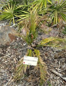 Macrozamia polymorpha