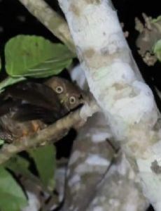 Camiguin hawk-owl