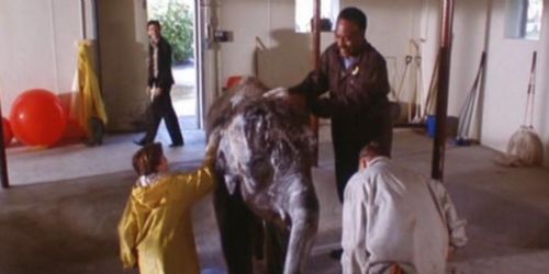 The Impossible Elephant