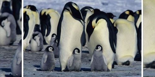 March of the Penguins