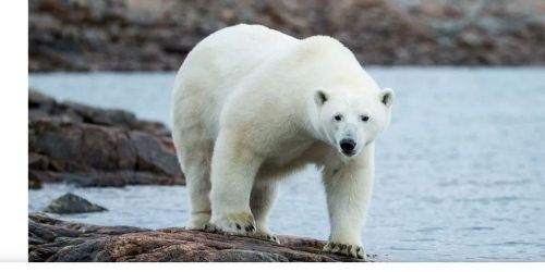 Polar bear