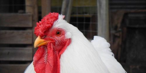 Chicken