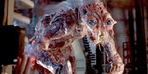 The Fly