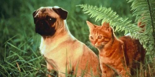 The Adventures of Milo and Otis