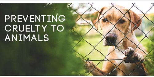 Cruelty to animals