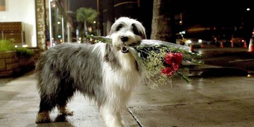 The Shaggy Dog