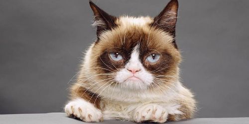 Grumpy Cat