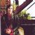 Jackson Browne albums