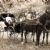 Horse and buggy