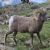 Mammals of Canada