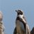 Humboldt penguin