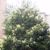 Naturalized trees of Alabama