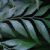 Bowenia