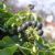 Hedera
