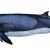 Pygmy right whale