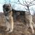 Carpathian Shepherd Dog