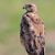 Hawk