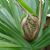 Endemic flora of Christmas Island