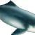 Toothed whales
